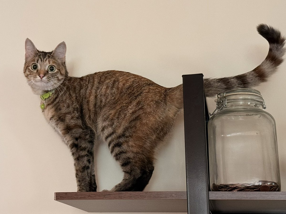 glue398's tweet photo. 1 year difference and shes still very little, never grew out of her collar!! https://t.co/RCBLJEL8QH