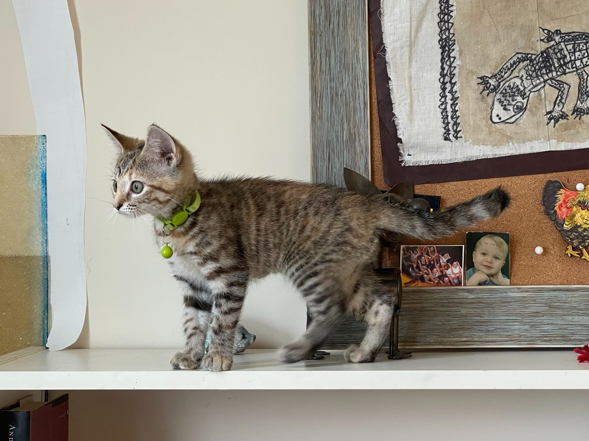 glue398's tweet photo. 1 year difference and shes still very little, never grew out of her collar!! https://t.co/RCBLJEL8QH