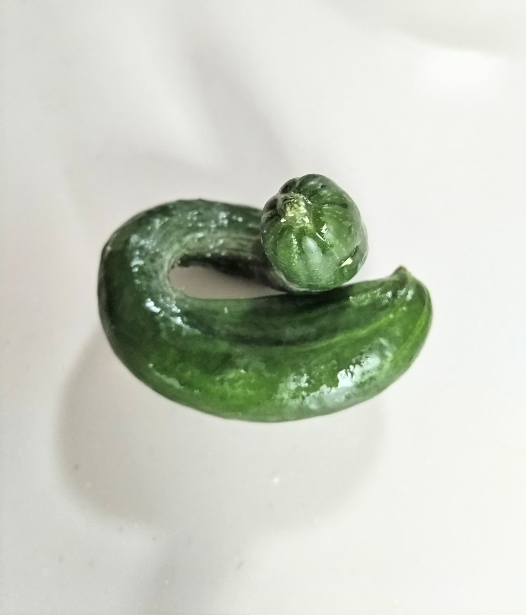 ryukun3070's tweet photo. 胡瓜を収穫してもらいました
^^

この🥒どこから見ても  クスッ てなります😄 https://t.co/9ROm76j7o7