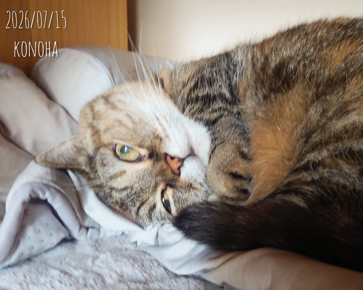 nekobitainote's tweet photo. 水曜日の皆様、こんにちは。猫です。 https://t.co/DbXhRS0ZJ4