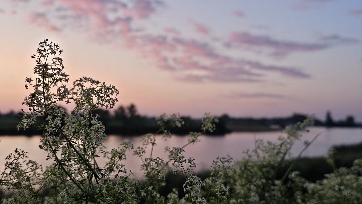 Motormiss's tweet photo. Opgefrist van m'n ochtendrondje. Dat begon met pastelkleuren en roze wolkjes. Daarna kwam de zon boven de horizon uit. En mooi begin van weer een warme dag 
#Andel #Altena #afgedamdemaas #zonsopgang https://t.co/xrcq5A69oY