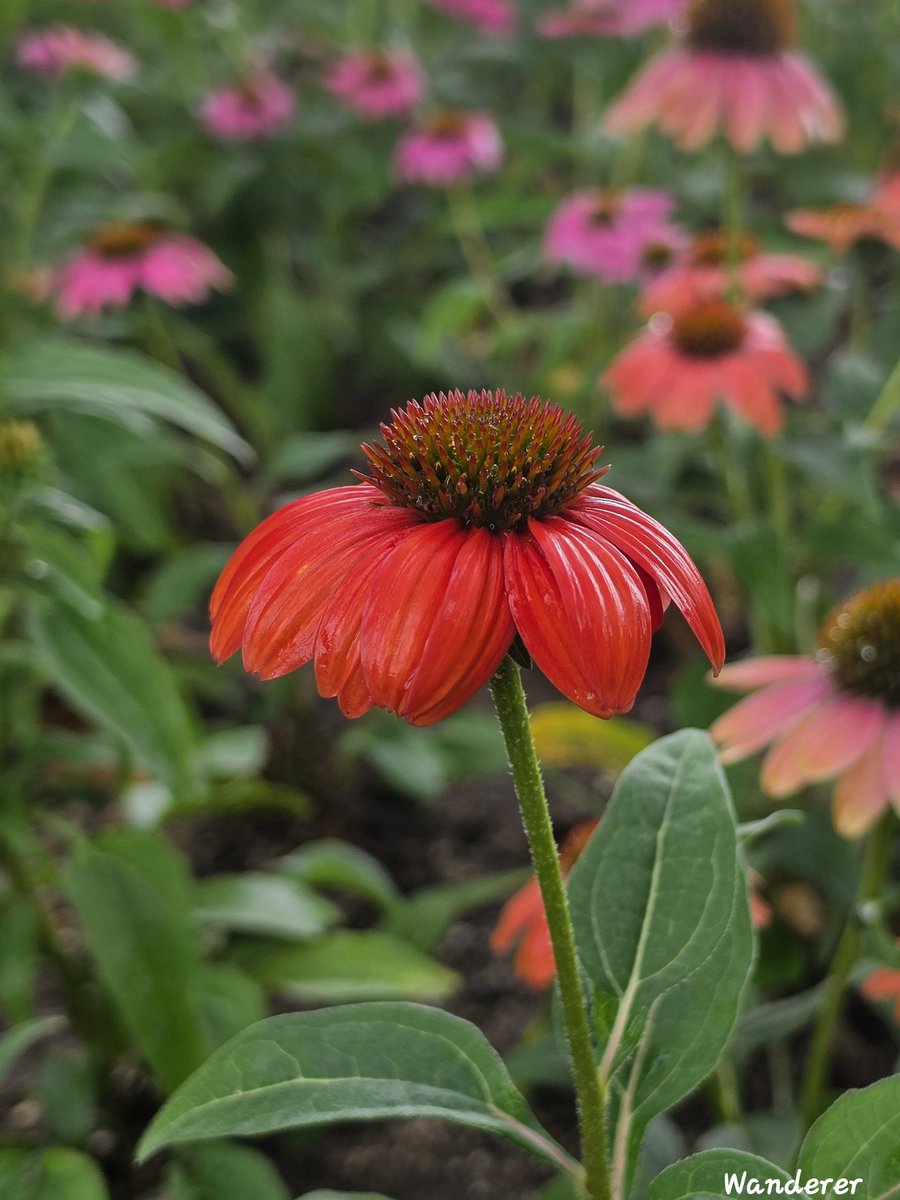 sukoya979's tweet photo. Coneflowerโจ๏ธ๐โค๏ธ๐ธ๐ฑ
#Coneflower
#FlowerPhotography
#flowers. ๐โ๏ธ๐ซฐ๐ฟ https://t.co/AGT54mwAXv