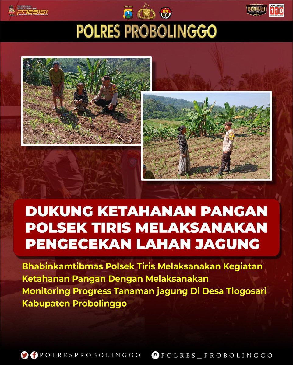 PolsekTiris01's tweet photo. Bhabinkamtibmas Polsek Tiris turun langsung ke lapangan untuk memonitor perkembangan tanaman jagung milik warga di Desa Tlogosari. 

Sinergi ini dilakukan demi menjaga stabilitas &amp; memperkuat ketahanan pangan di wilayah Kabupaten Probolinggo.

#PolresProbolinggo  #KetahananPangan https://t.co/8MHKpXkvHx