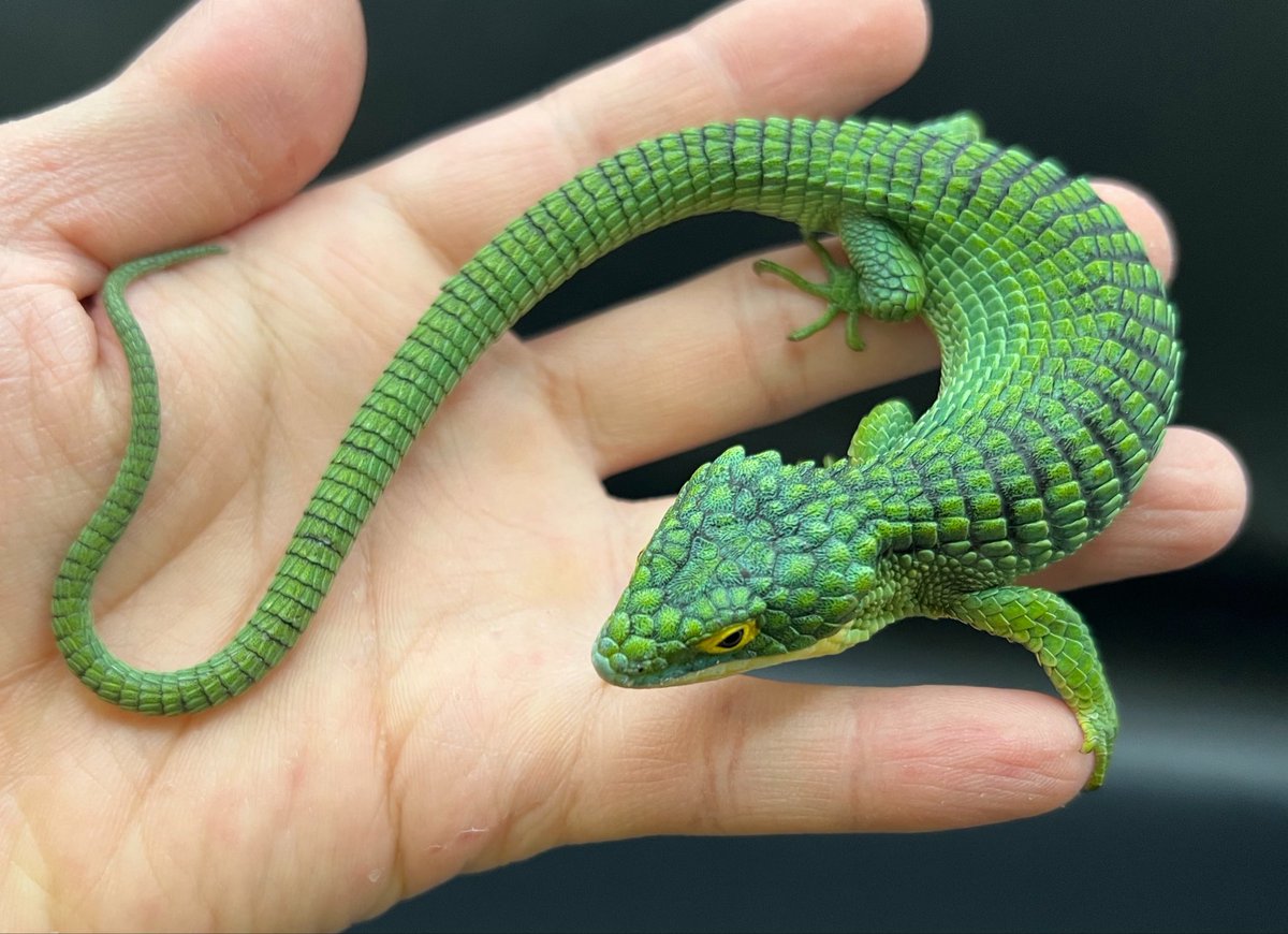 89_ohmiya's tweet photo. 本日も営業しております☀️

🦎トカゲ在庫紹介🦎
・アオキノボリアリゲーターリザード
Abronia graminea
お店に来てから少し経ち、だいぶ環境にも慣れてきてくれました😊
2匹ともピンセットから餌を食べています。
高山に棲んでいるため高温は苦手🥵
できるだけ涼しい環境で飼育してあげましょう🍃⛅️

お問い合わせ、ご来店お待ちしております