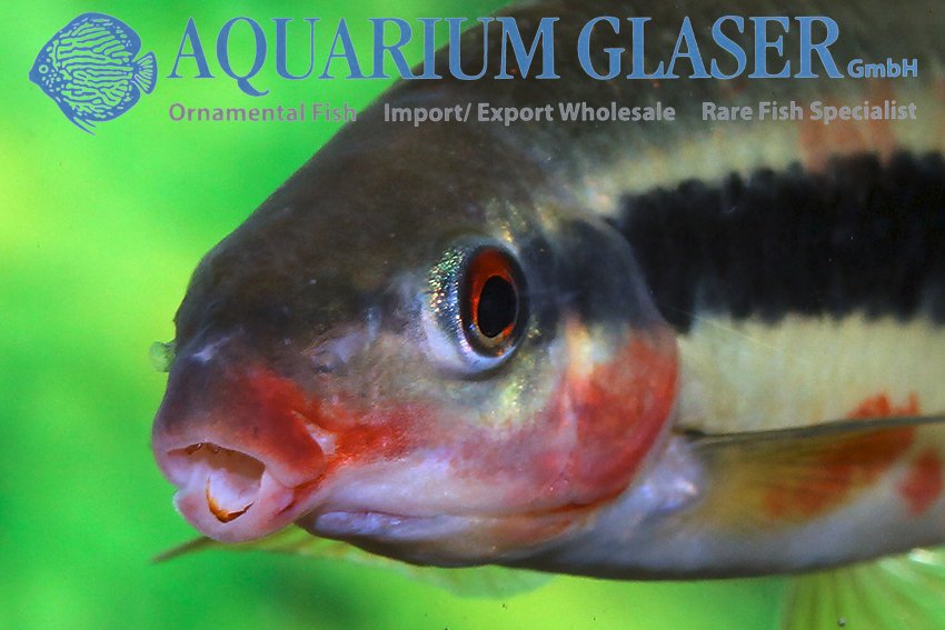 aquariumglaser's tweet photo. #Leporinus #amae
find more details and pics @ https://t.co/kgExUnuDLM https://t.co/EMcOtsXZzF