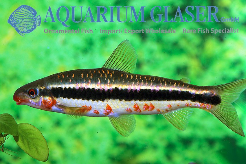 aquariumglaser's tweet photo. #Leporinus #amae
find more details and pics @ https://t.co/kgExUnuDLM https://t.co/EMcOtsXZzF
