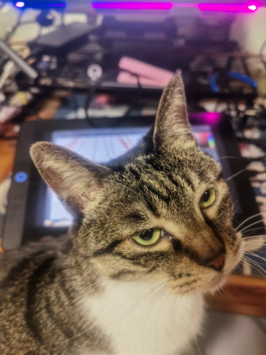 ELwhite991460's tweet photo. 猫总会在你最忙的时候跑过来找你撒娇 https://t.co/ehDbB2xO8w
