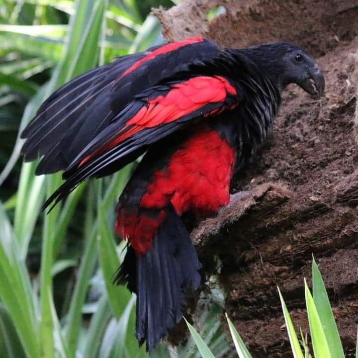 verdanirs's tweet photo. the dracula parrot is literally just drifter if he was a bird https://t.co/NDAr4aJUN9