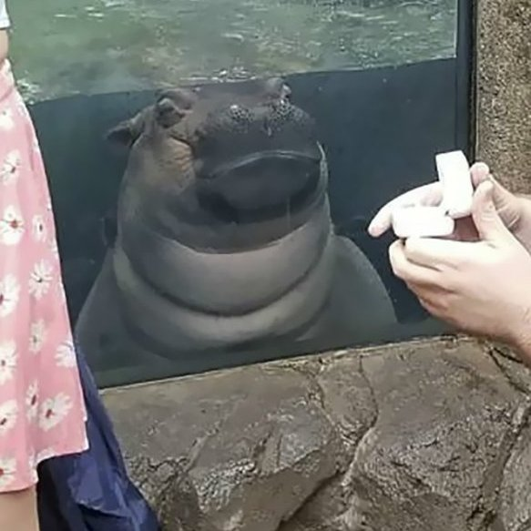 AcervoCharts's tweet photo. Hipopótamo bebê invade pedido de casamento e deixa o momento ainda mais fofo. https://t.co/GWQPfNCyvN