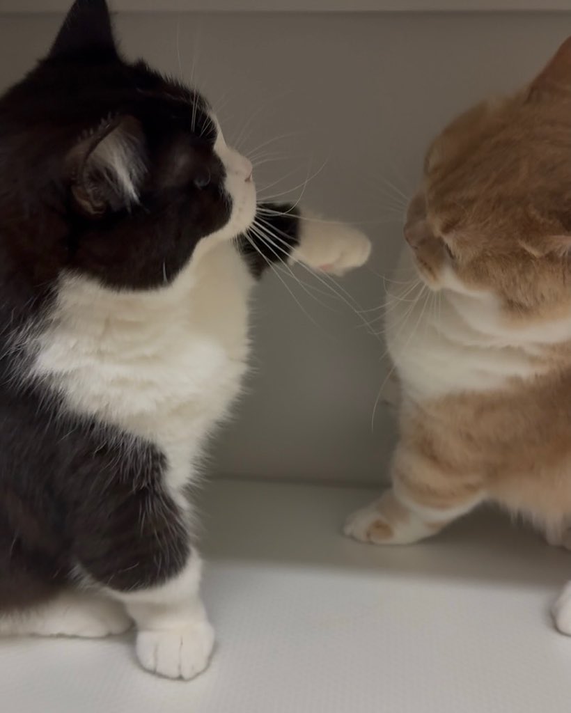 BestOfMeow's tweet photo. https://t.co/SmI8q1cdwJ