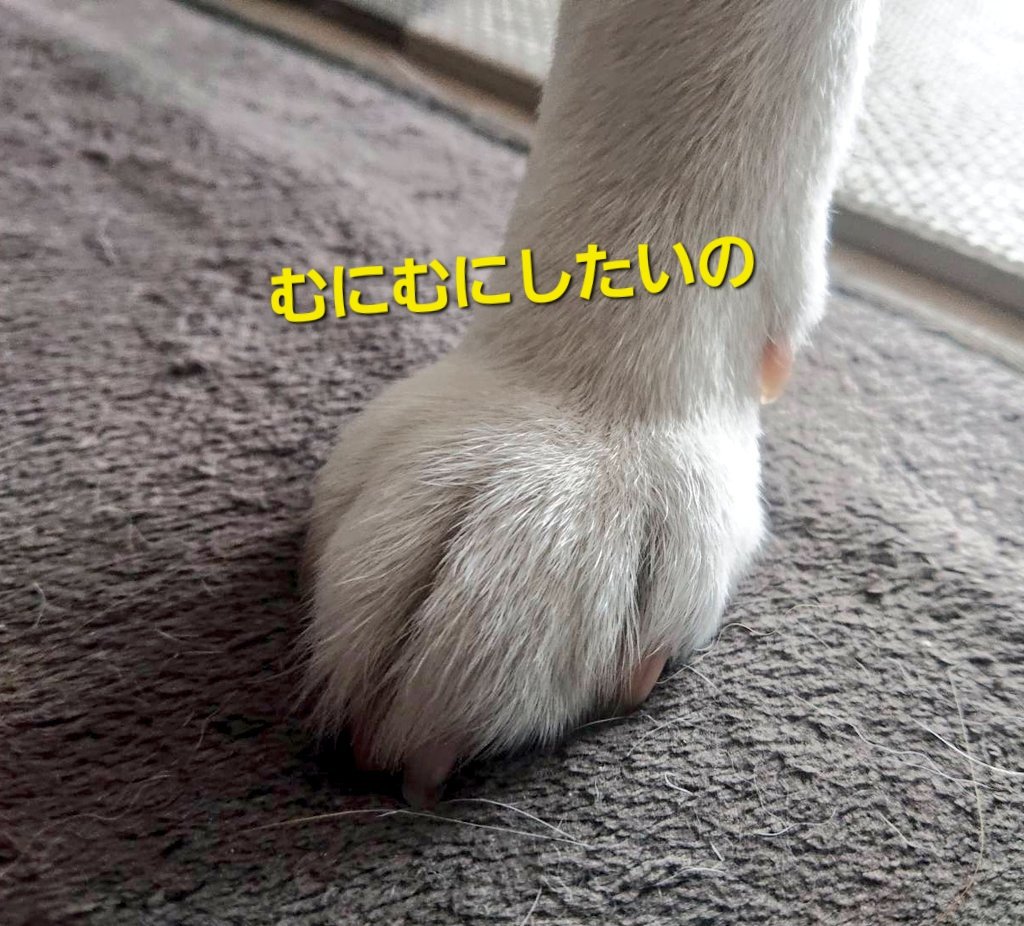 Bunkyodohira's tweet photo. こんにちは☀️文教堂平岸店の
しばてんちょうですよ🐶

🐾#とろちゅるPOPスクィーズキーホルダー
のご紹介です🐕️🎵

とろけるような感触です🎶
気づくとずーっとむにむにむにむに

ぜひ1度むにむにしてみてくださいね( *´艸｀) https://t.co/GsK6CQZ1QS