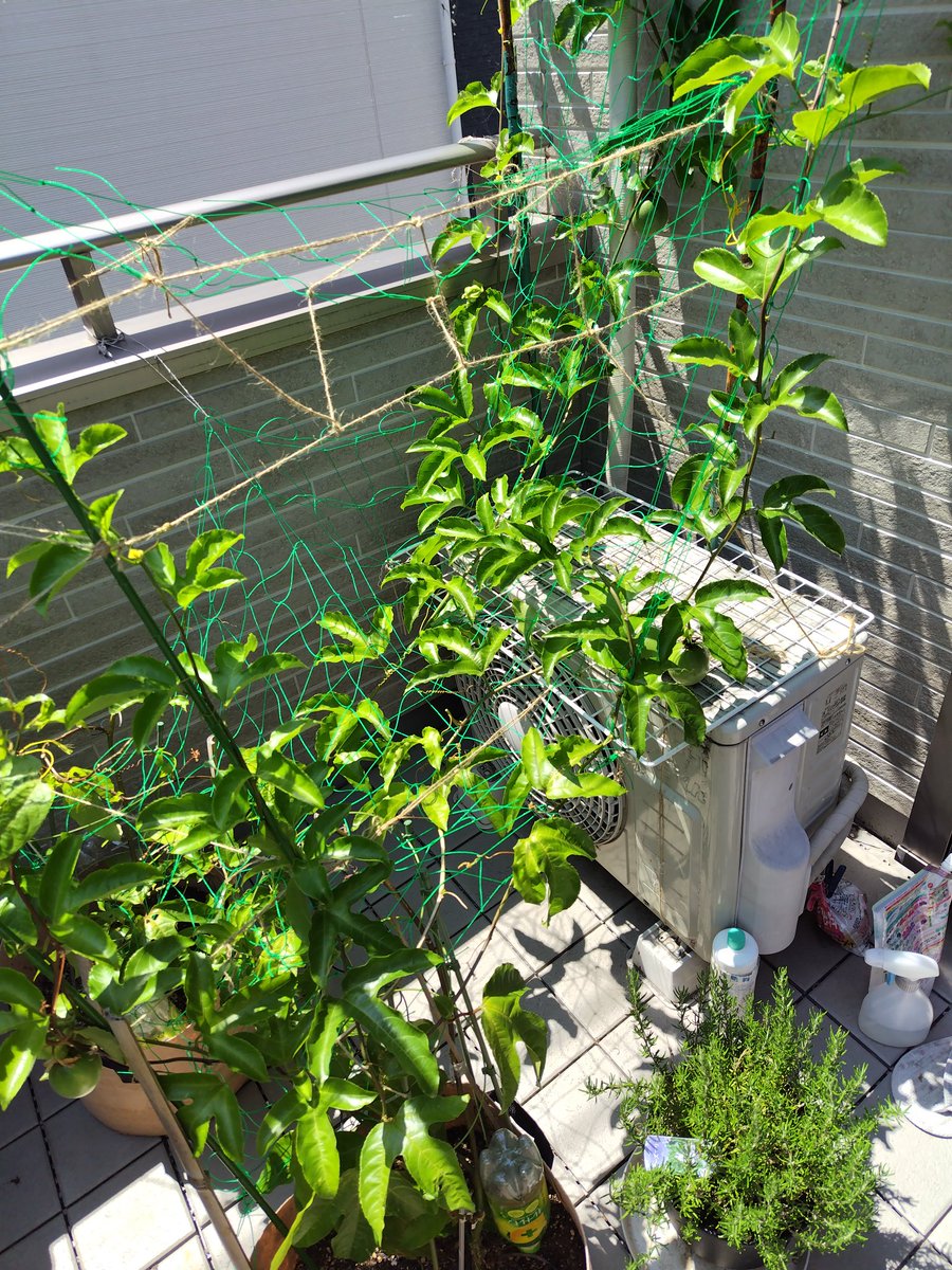 kare_sansui's tweet photo. 今年の室外機前
グリーン状況

３月から屋外に出してたから
実がいっぱいなるだろ〜と思ったけど
去年と同じぐらいでした
そしてこれから連日
30度以上になるだろうで
花はもう咲かないのだ
#パッション山水 https://t.co/qiCVwUOJ5F