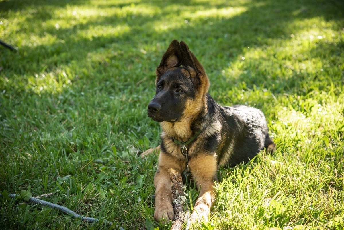 ryanliao83's tweet photo. Why Adopt a German Shepherd?

https://t.co/KaPldGFV2i

#MediumBlog #MediumPost #BlogPost #MediumArticle #ArticleWriting #GermanShepherd #GSD #Pets #BreedEducation #BreedInformation https://t.co/sGYZ5Qm5nm