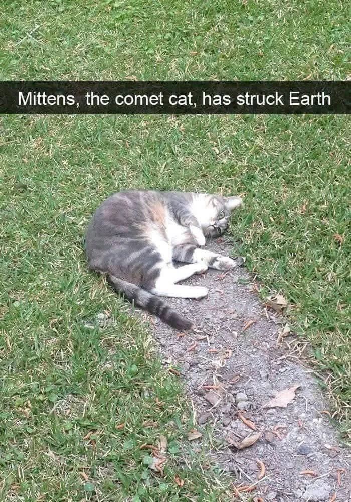 TweetsOfCats's tweet photo. https://t.co/ydXTP9fF9h