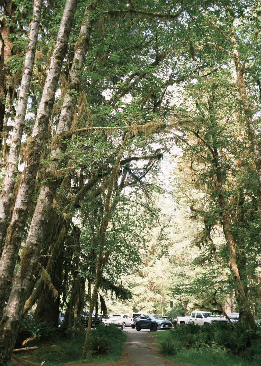 nicocoa's tweet photo. Olympic NP but just the parts where I’m not too far from the parking lot https://t.co/YLr4qr3Lld