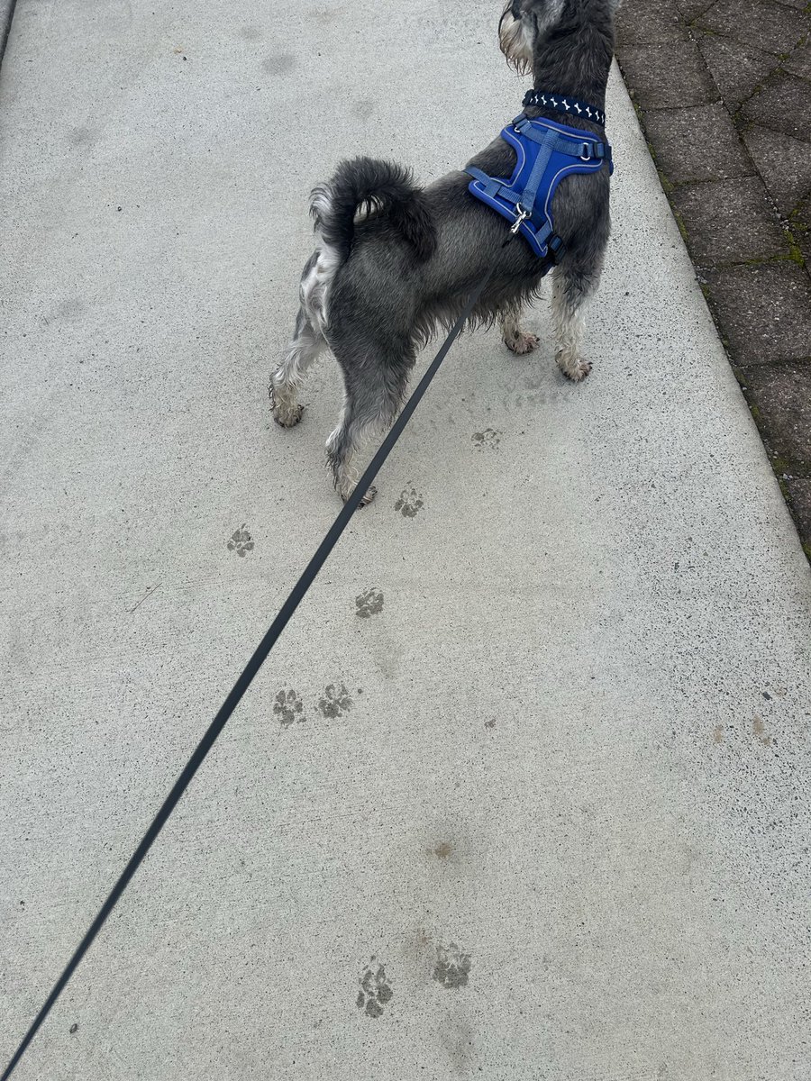 93187s's tweet photo. ペットシッター今日までだったんだけど別れが辛すぎて大泣き　犬は多分何も思ってない https://t.co/EcsxlAucBF
