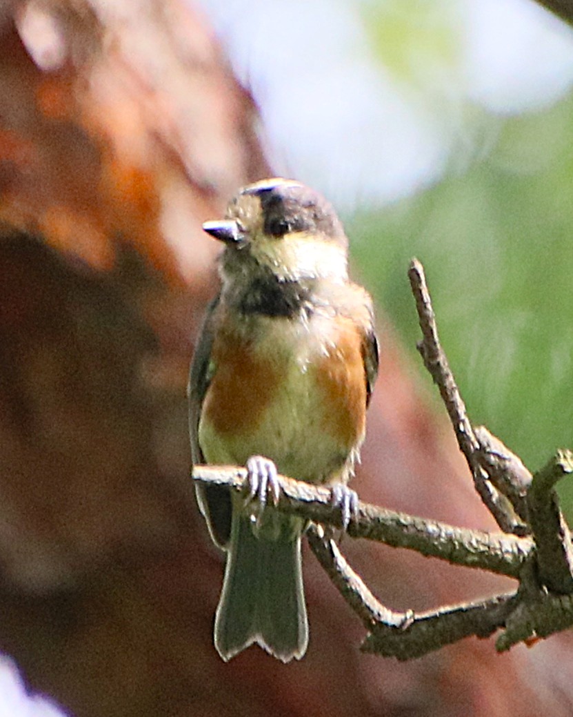 Nature_Okayama's tweet photo. 1,2. #メジロ の幼鳥？親子？カップル？ 
3. #ヤマガラ の幼鳥 
4. #ホオジロ の幼鳥  
子育てを終えた親鳥、あどけない幼鳥が顔を見せてくれることが増えてきました。
 どんな生きものも子どもは可愛いですね。
さえずりや羽音が聞こえたら、そっと観察してみてくださいね
 #岡山県自然保護センター https://t.co/FPcfUQBN2q