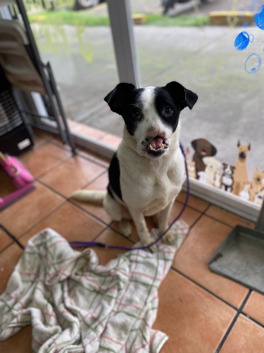 HELA_MORE's tweet photo. Esperancita te invita a apoyarla a ella y a nuestros más de 100 perritos rescatados. 🐾💛

Con tu ayuda podemos cubrir traslados, atención veterinaria, croquetas y pensiones.

Todos esos gastos se tienen que pagar llegue o no llegue ayuda, pero contigo es mucho más fácil seguir adelante.

Sabemos que puede surgir la duda de si tu apoyo realmente llega a los perritos, y por eso te invitamos a conocer nuestro trabajo.

En estos 6 años hemos rescatado a más de 400 perritos y logrado más de 200 adopciones. Algunos de nuestros rescatados llevan años viviendo en pensión mientras esperan una familia. No tienen lujos, pero sí algo invaluable: comida, un techo seguro y la oportunidad de estar lejos de la calle y de las personas que les hicieron daño.

Si quieres conocerlos, eres bienvenido. Aunque no contamos con un refugio, puedes visitarlos en sus pensiones o encontrarlos todos los domingos en nuestras ferias de adopción.

Tu ayuda es indispensable para que podamos seguir cambiando vidas.

Gracias por creer en Hela More  y por llegar hasta aquí. ❤️🐶