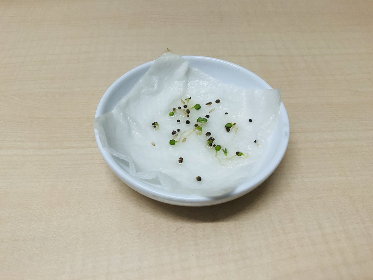 first_dog_001's tweet photo. ���葉が発芽したけど、ちょっと元気がない…
芽がしっかりするまで広いプランターに退避させました🌱
Shiso (Japanese basil) has sprouted, but it’s a bit weak…
Moving them to a larger planter until they get stronger 🌱
#大葉 #発芽 #家庭菜園 #shiso #JapaneseBasil #Sprouting #UrbanGardening #GardeningJapan