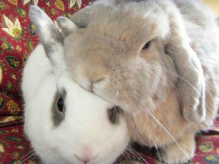 animalpopular9's tweet photo. Always together https://t.co/8D5CL3SJ0x