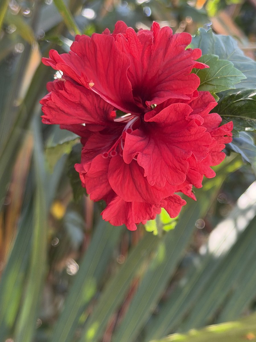 muzukuluDr's tweet photo. I love flowers 🌺, Do you? https://t.co/Tu4C31iGlI