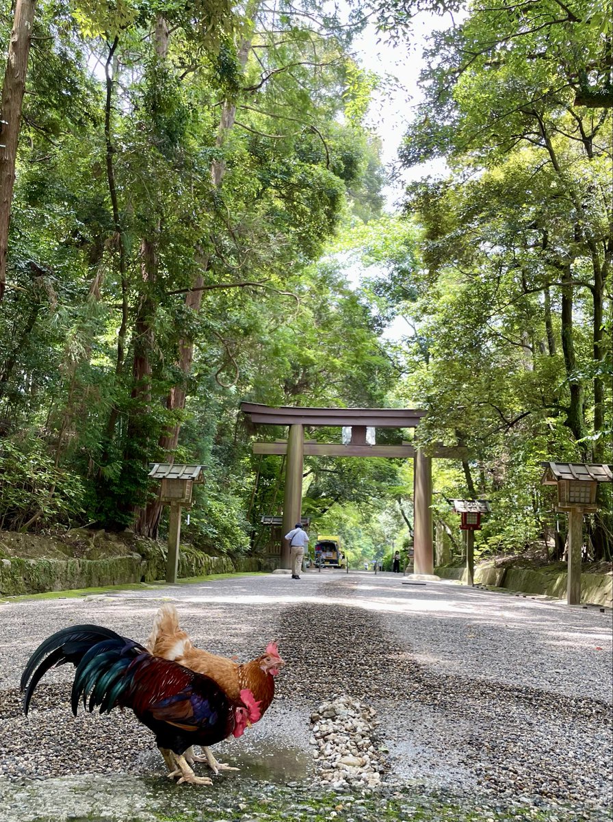 isonokamiToken's tweet photo. ⚔️本日開幕⚔️

石上神宮 日本刀の世界展が、いよいよ始まりました。
7/15〜20の6日間限定です。

千年の時を超えた名刀の美を、神剣をお祀りする神域でご堪能ください。
皆さまのお越しをお待ちしています。

詳細はプロフィールから公式ほーむぺーをご覧ください。

#石上神宮　 #日本刀 https://t.co/wP4WHItDE5