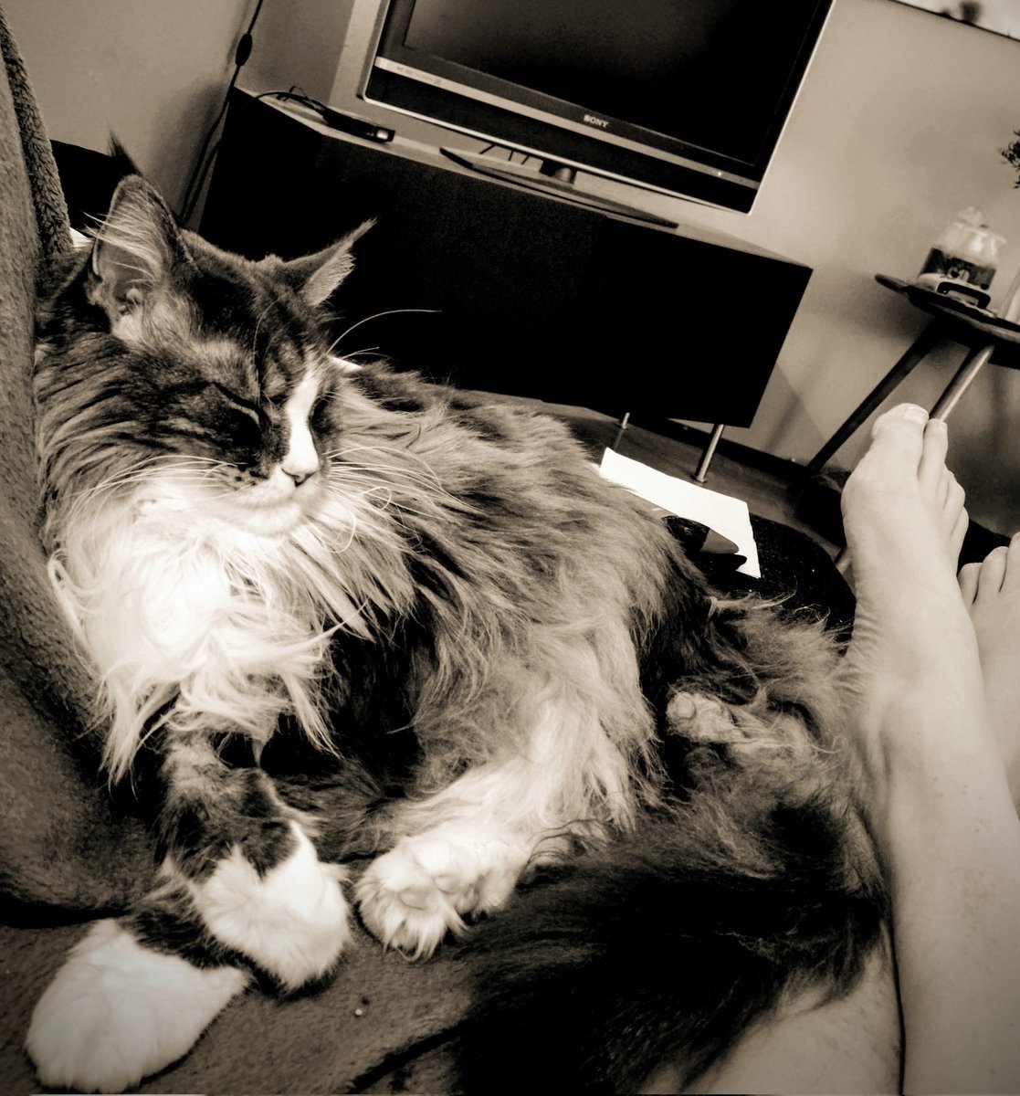 ManfromNorden's tweet photo. @EleanorTerrett Just like my Mainecoons. They don't like to move around unnecessarily. https://t.co/hxSJF19hoR