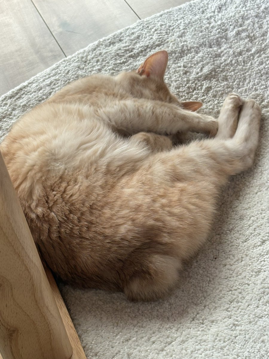 touch2234's tweet photo. 俺の猫カメラ構えたら顔��すんだよな https://t.co/Pgt3nU3jJb