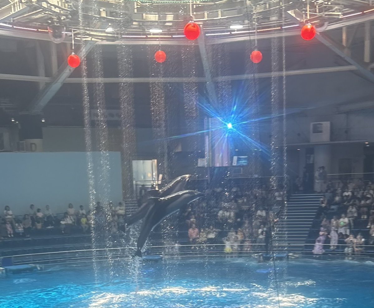 Runachitan's tweet photo. 癒しの場所✨️📸2

イルカショー🐬 https://t.co/eiGu9Azz1A