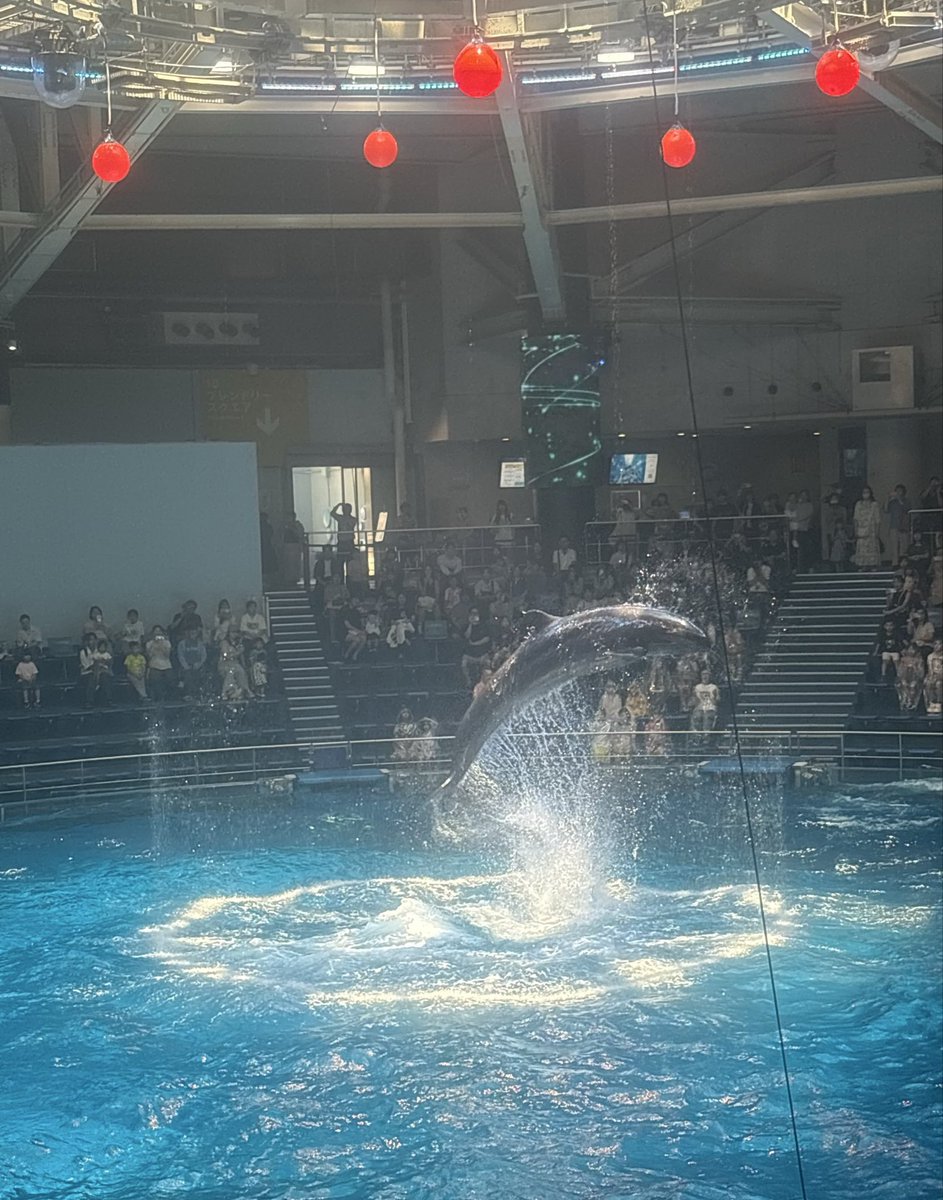 Runachitan's tweet photo. 癒しの場所✨️📸2

イルカショー🐬 https://t.co/eiGu9Azz1A