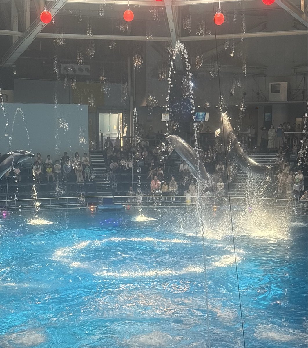 Runachitan's tweet photo. 癒しの場所✨️📸2

イルカショー🐬 https://t.co/eiGu9Azz1A