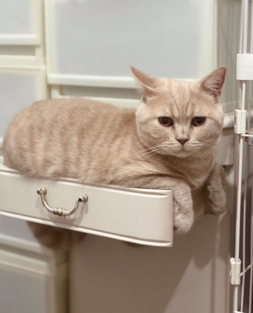 しろねこ しろねこ (@whitecat134) / Posts / X