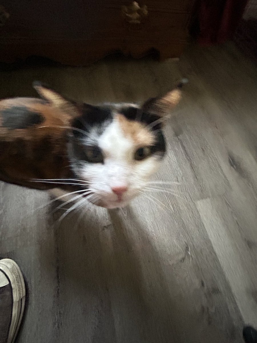 piperisntok's tweet photo. @2nd_zoeyy Pet tax work as proof? https://t.co/gAYAD7zxlz