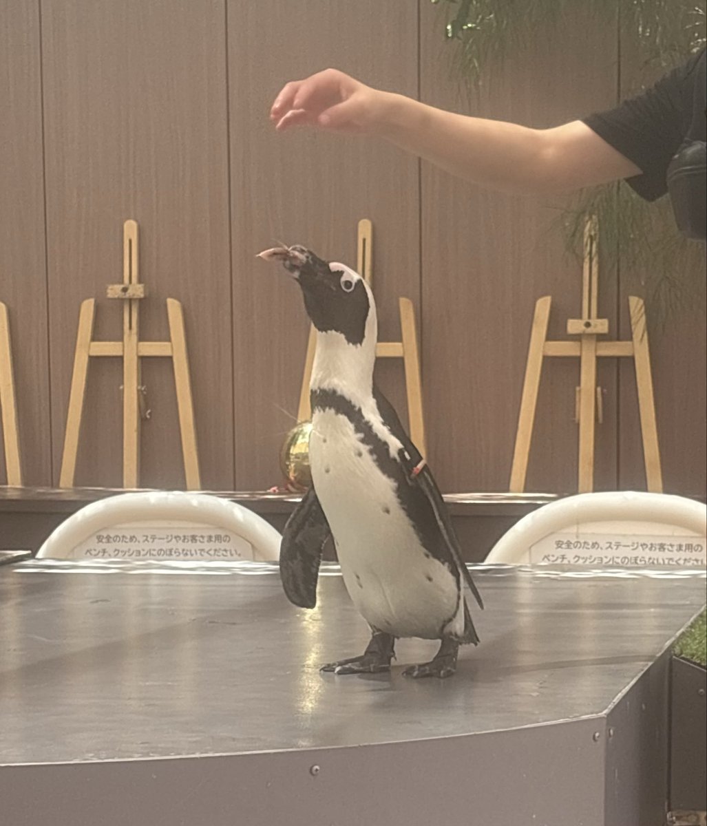 Runachitan's tweet photo. 癒しの場所✨️📸3

ペンギンショー🐧

少しは涼しくなって
癒されてくれたかな？( *´꒳`* ) https://t.co/9jVPYk2ybm