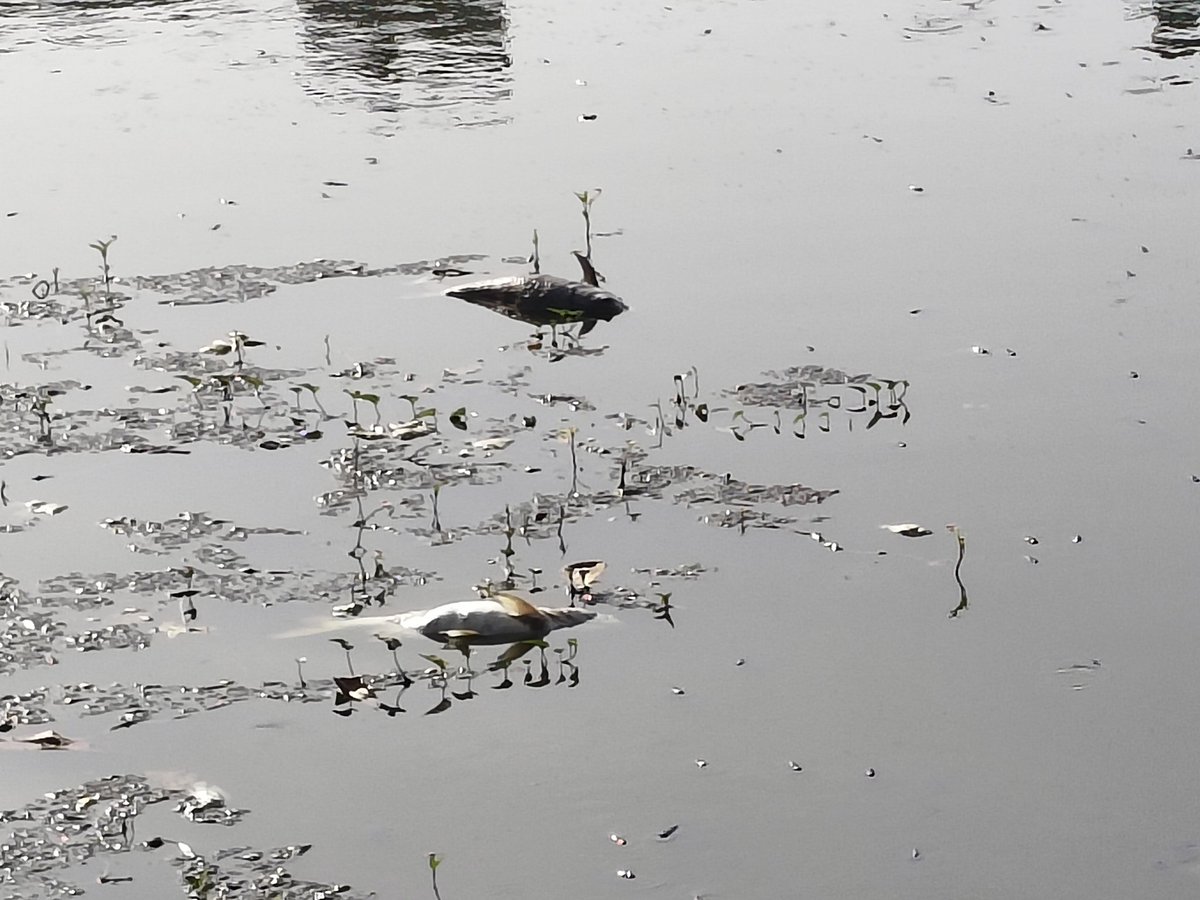 VIJAYAPANDYAN's tweet photo. @chennaicorp   In Ramapuram lake that s near the park there are lot of dead fishes creating foul smell around the area, also we could see more live fishes and they will also die very soon, Please engage someone to catch the live fishes, the fishes are very big (6 to 10 kg) https://t.co/xxtNKTksp4