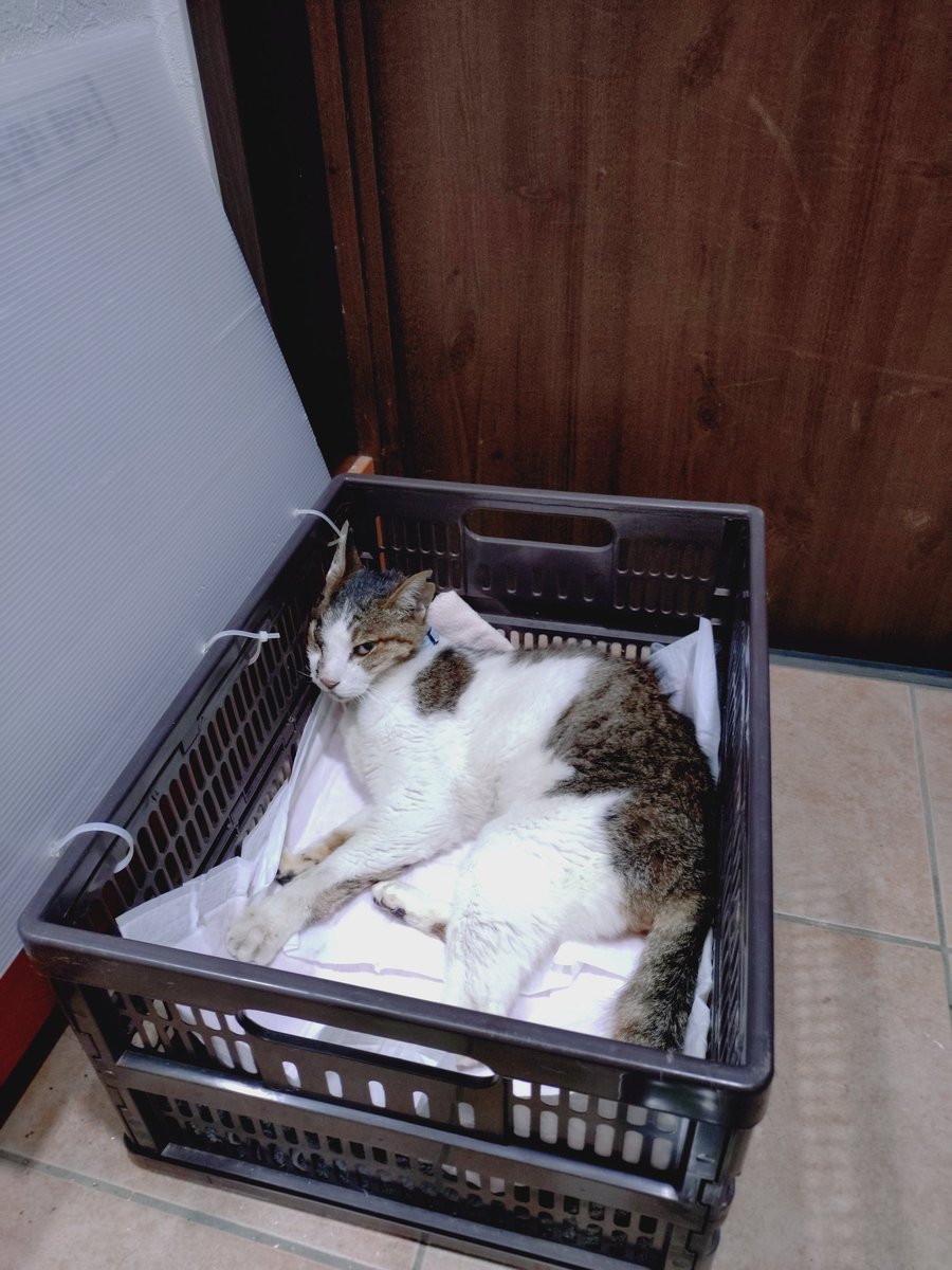 y4o4ALYB1q0VcLG's tweet photo. #足立区　#迷い猫　#老猫
#キジシロ　
今朝もぐったりして水も飲めないままでいました。
箱から出る元気がでてきました。
保健所、警察署に連絡。
届け出はないようでした。
うちにも老猫がいて感染症などの心配があるため警察に保護してもらいました。
心当たりのある方は警察署に連絡してください！ https://t.co/L3woCeZUn2