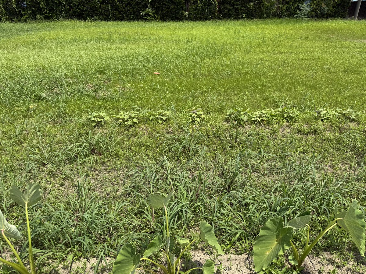 ms718rina1229's tweet photo. 今日は暑かったので草も枯れるだろう🌱
35℃になるとやる気がなくなる🥵

機械がないと人力では無理。 https://t.co/ZPlPniPR1h
