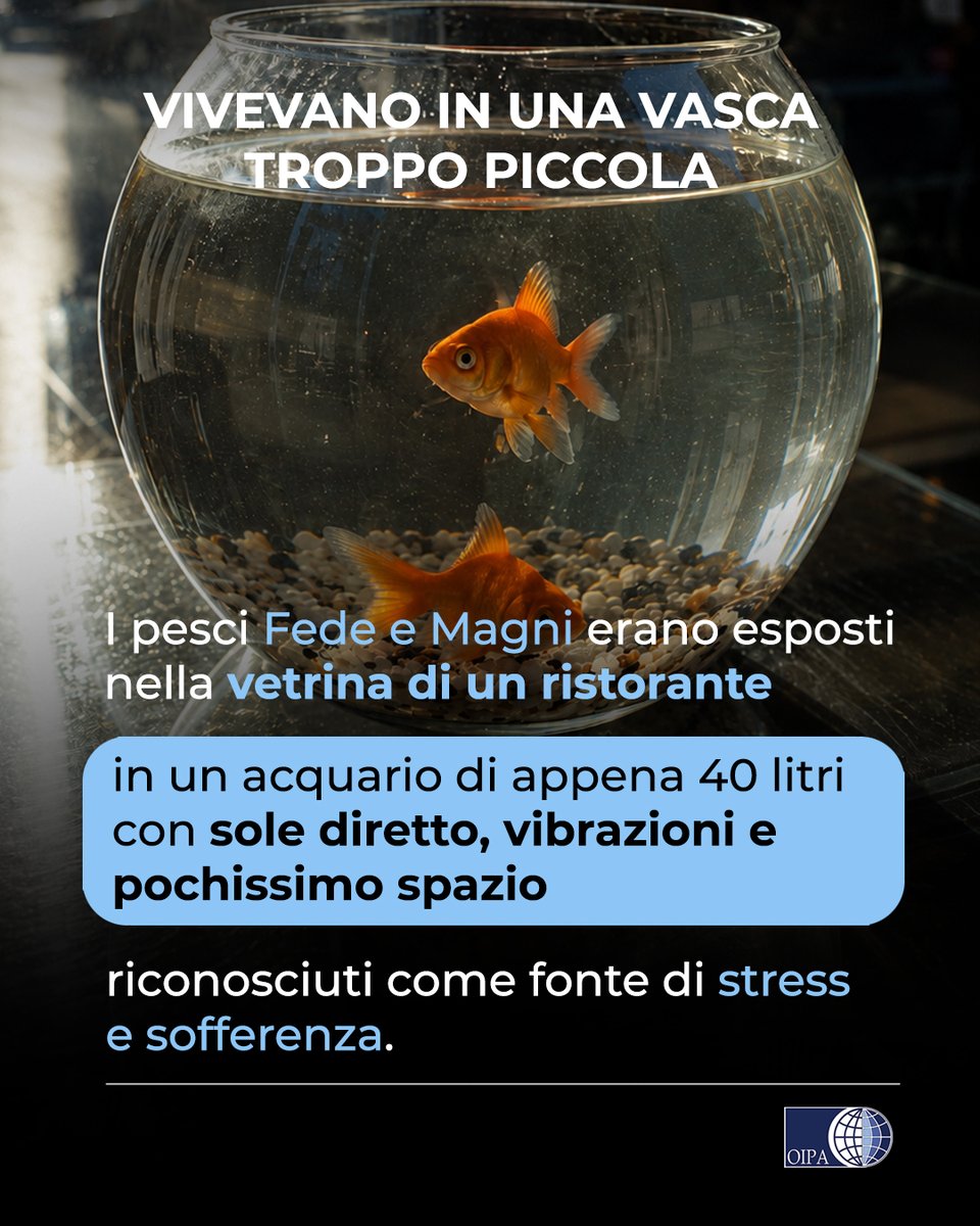 OIPAItalia's tweet photo. Decisione storica in Argentina, un tribunale di Buenos Aires riconosce due pesci rossi nella classica “boccia” come esseri senzienti
L’OIPA è chiaramente contraria a ogni forma di acquario e confida che questo genere di detenzione nel mondo non esista più. https://t.co/nf0yUl7jRs