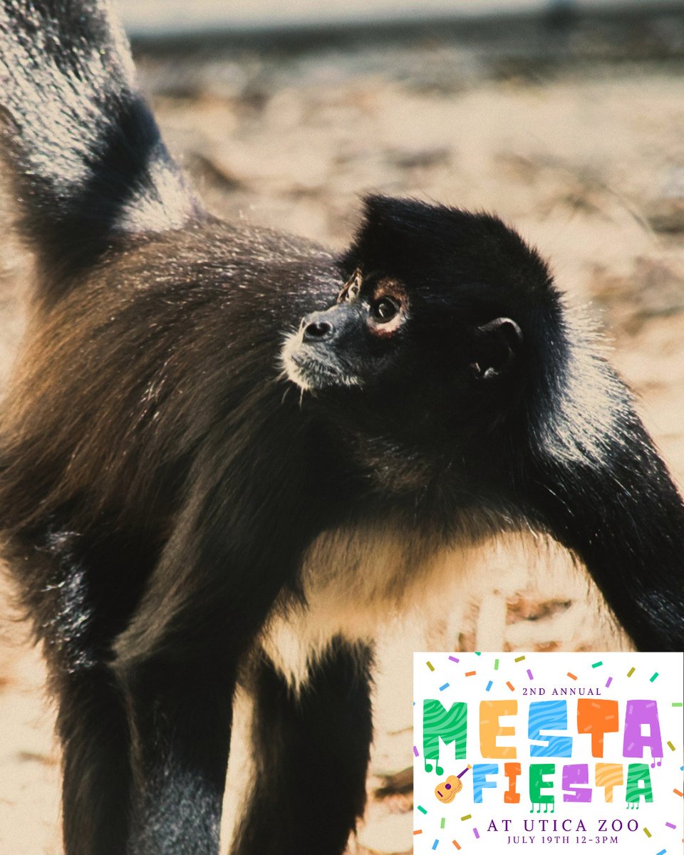 UticaZoo's tweet photo. Because of their fruity diet in the wild, Mexican spider monkeys are important seed dispersers, which keeps their rainforest homes diverse and healthy. You can learn more about this Endangered species at our PARTY OF THE SUMMER THIS SUNDAY! 🪇🎉 https://t.co/O4WU7t2uyp https://t.co/cTN4HLiVtk