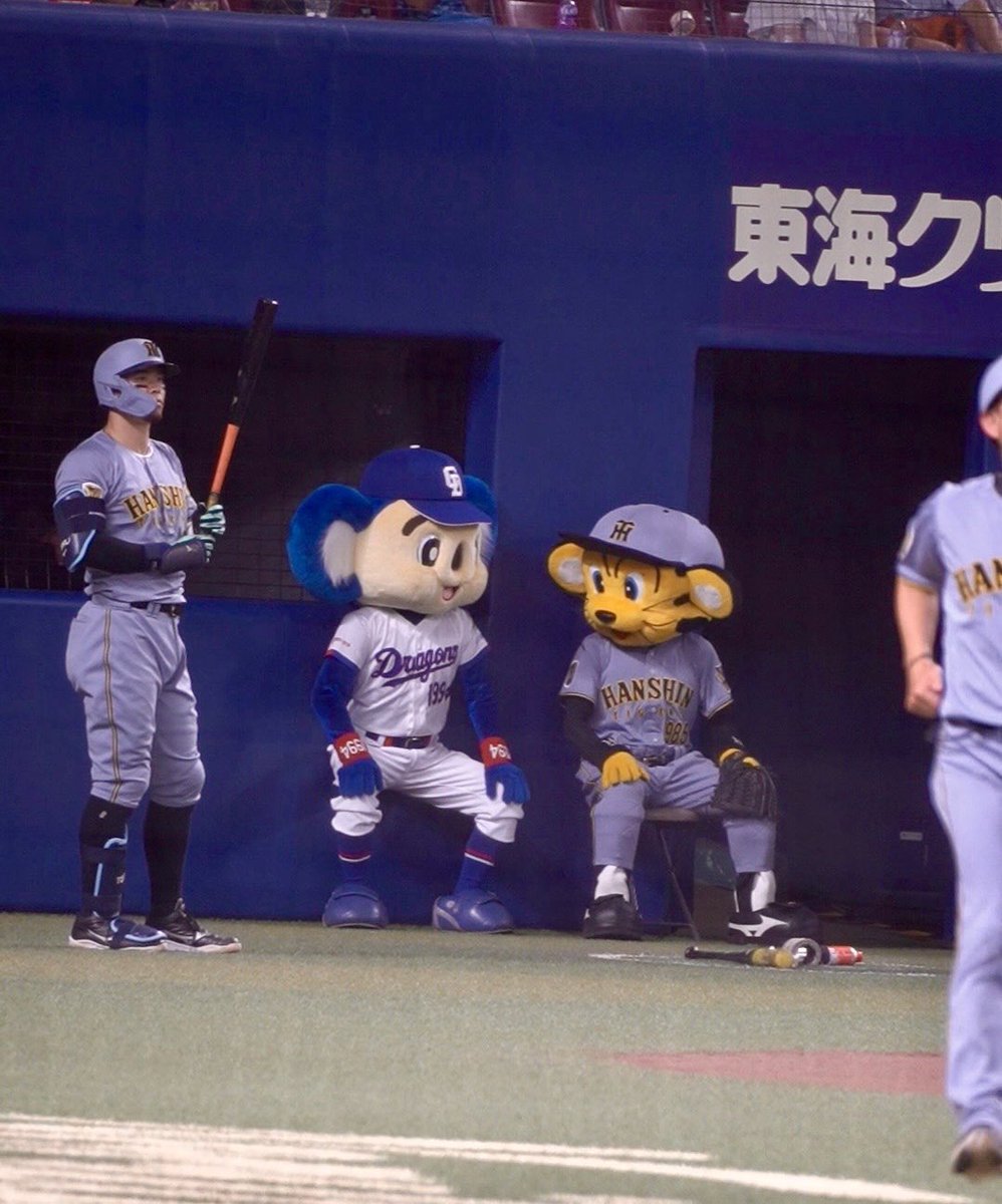 hi54890311's tweet photo. 椅子は一つしかありません🐨🐯 https://t.co/lHVFDTINPy