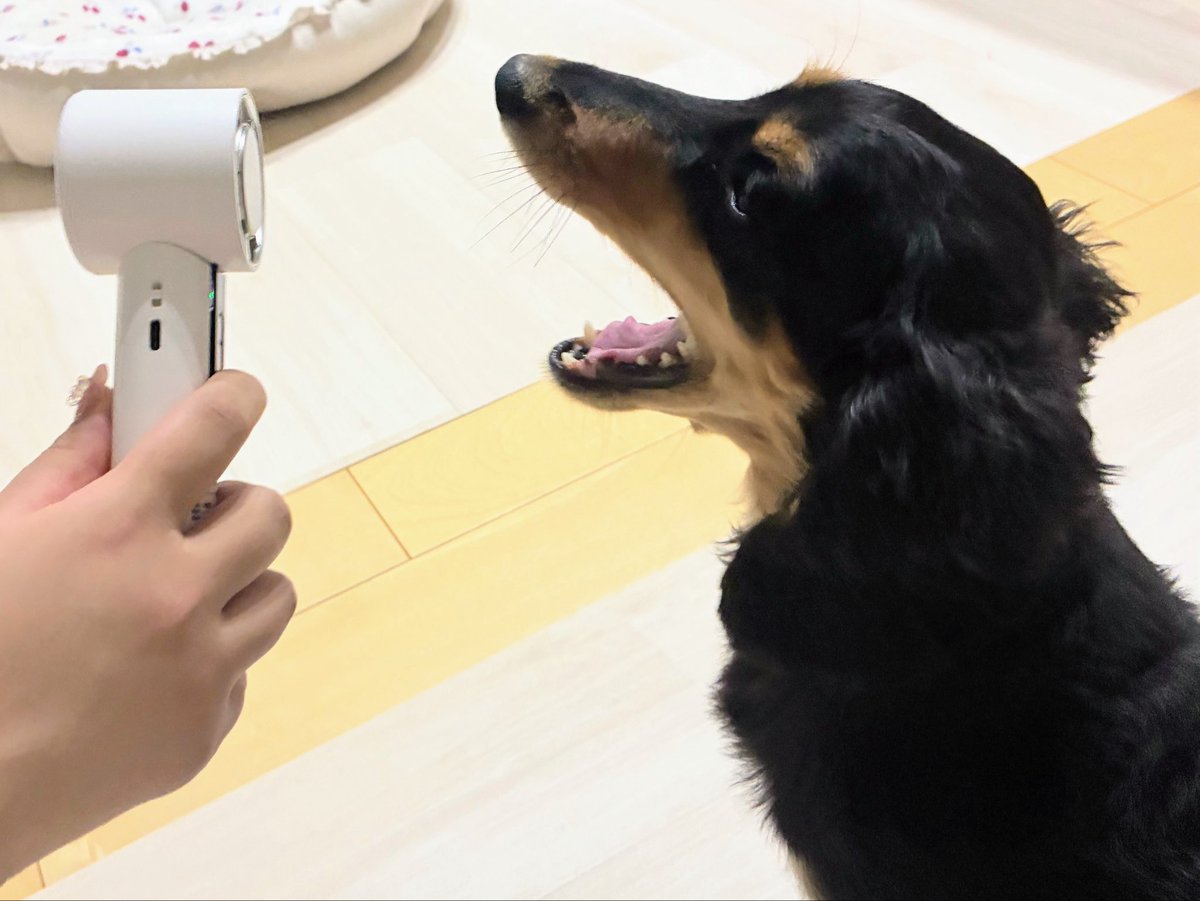 vegeyurari's tweet photo. #ミニチュアダックス
#犬のいる暮らし

扇風機に『ワー』してみた🐶ﾌﾞﾜｰ https://t.co/b5vCWVyIPg