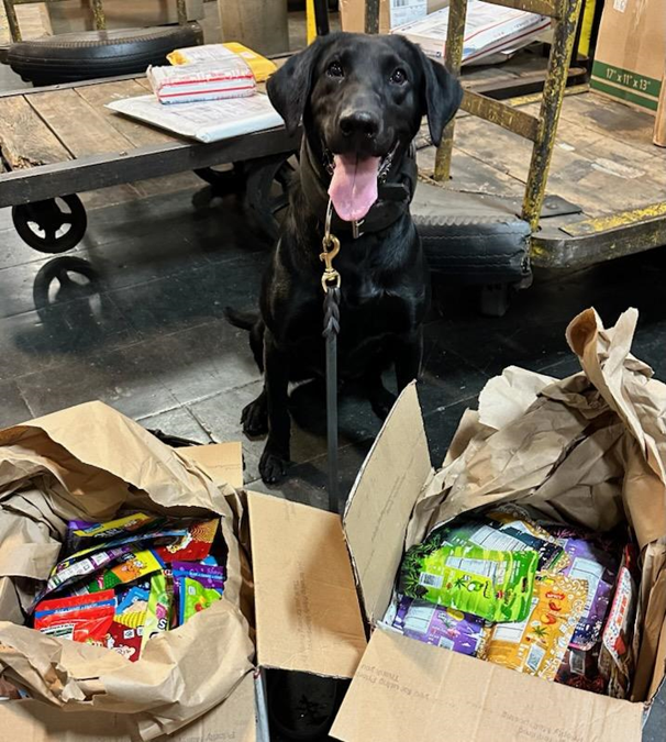 DFONewYork's tweet photo. K9 Kool sniffed out over 21 lbs. of THC-infused edibles in outbound parcels destined for India. Even with recent reclassification steps, shipping marijuana products internationally remains illegal under federal law. Don't be a #gummi, know the law! #TheNoseKnows #OFOProud https://t.co/bUoliAJAYj