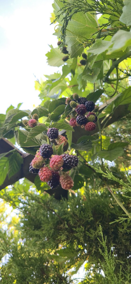 CanerDo1507444's tweet photo. Bahçemizin tropikal meyveleri 🍓🫐 https://t.co/BojxIi02ob
