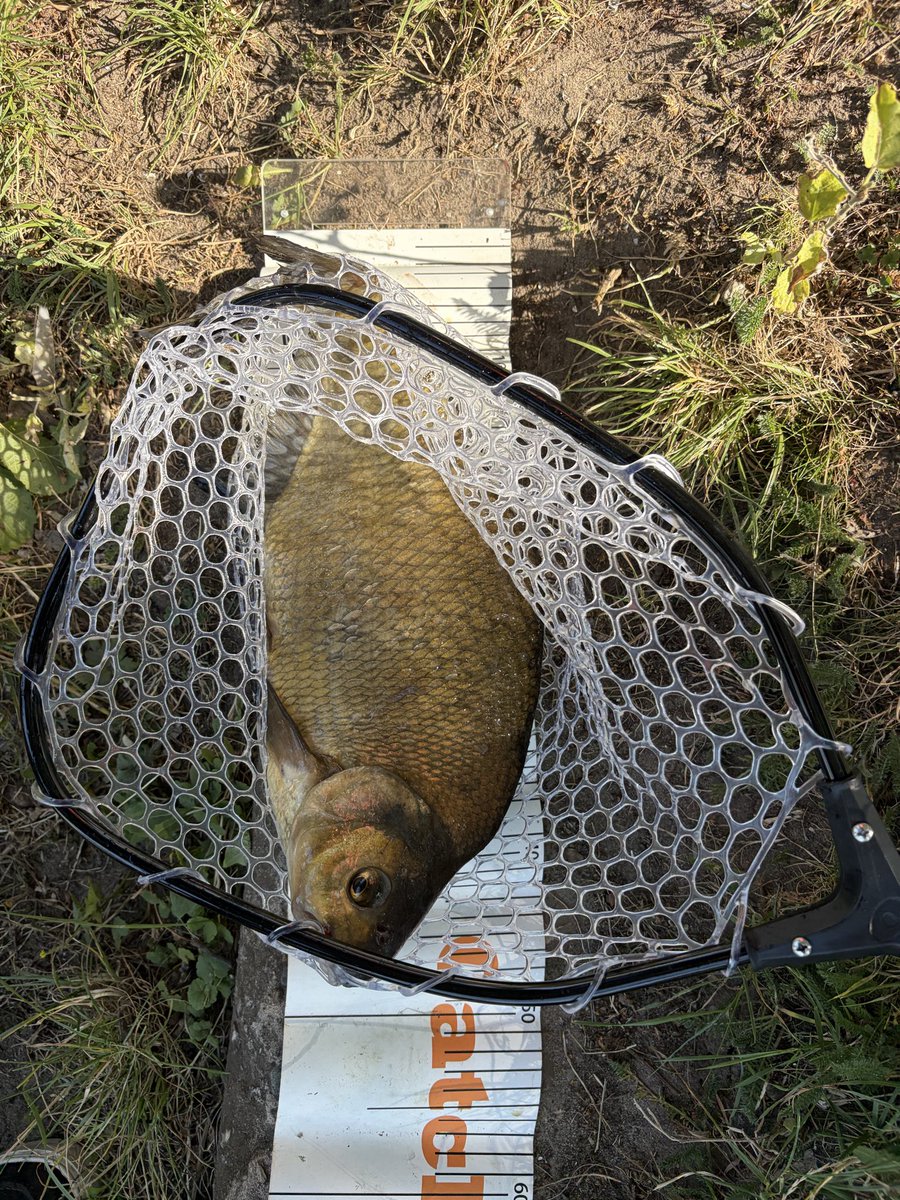 Mich_CBalanceG's tweet photo. This is such fun to do with your kids. They just keep going. 🎣 

"Just one more, Dad one more, then we'll stop fishing." 

Tossing in some groundbait, and using maggots for bait.

Learn how to properly unhook🪝the fish and release it gently back into the water.

#roach #bream #fishing