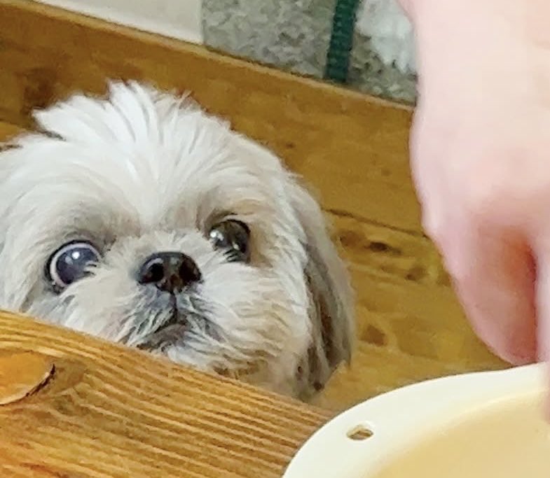 AUNTEMPO's tweet photo. うちの犬可愛いから見て https://t.co/yqL9qlgTwG