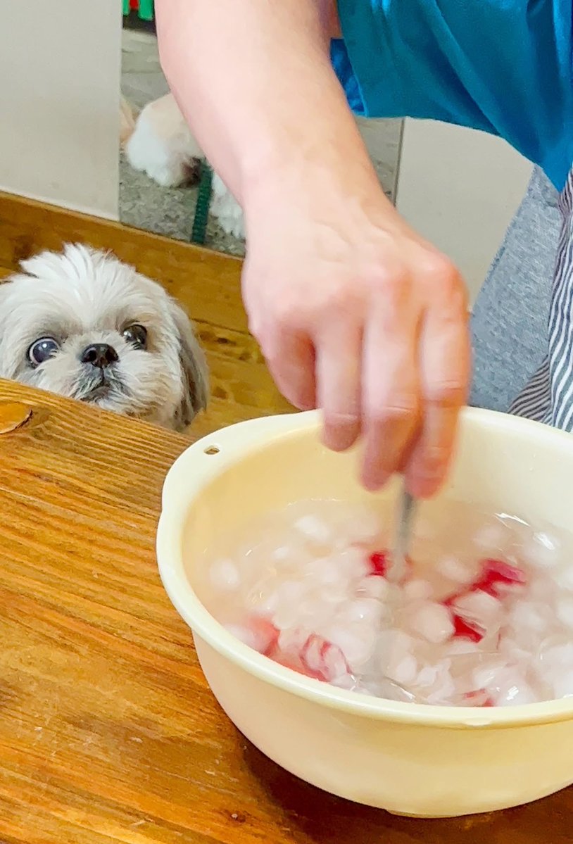 AUNTEMPO's tweet photo. うちの犬可愛いから見て https://t.co/yqL9qlgTwG
