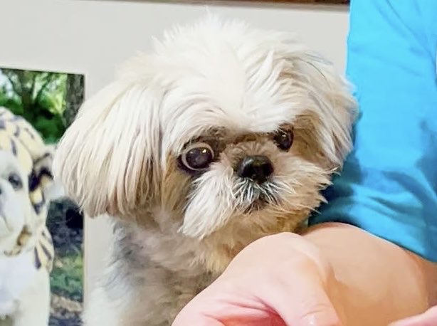 AUNTEMPO's tweet photo. うちの犬可愛いから見て https://t.co/yqL9qlgTwG