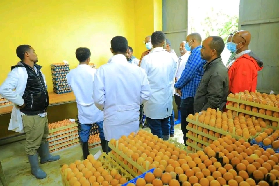sweprs's tweet photo. የዶሮ እርባታ ማዕከሉ የመኖ አቅርቦትና አመጋገብ በማሻሻል፣ ምርታማነቱን አሁን ካለበት ደረጃ ወደ ላቀ ምዕራፍ ሊያሸጋግር እንደሚገባ ርዕሰ መስተዳድሩ አሳሰቡ።https://t.co/mK5KkvOxWe https://t.co/l9tagGCBRK