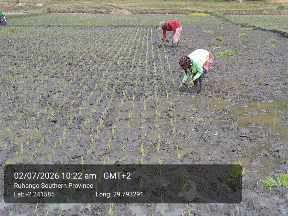 YEAN_Agro's tweet photo. Designing the earth to look more beautiful  while producing RICE. 

This is how season A is looking in our different partner chemes . https://t.co/X8iyJi4hJG
