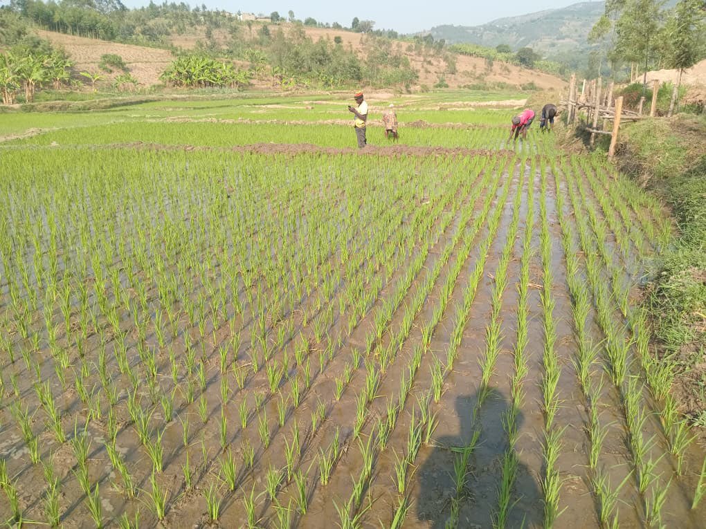 YEAN_Agro's tweet photo. Designing the earth to look more beautiful  while producing RICE. 

This is how season A is looking in our different partner chemes . https://t.co/X8iyJi4hJG